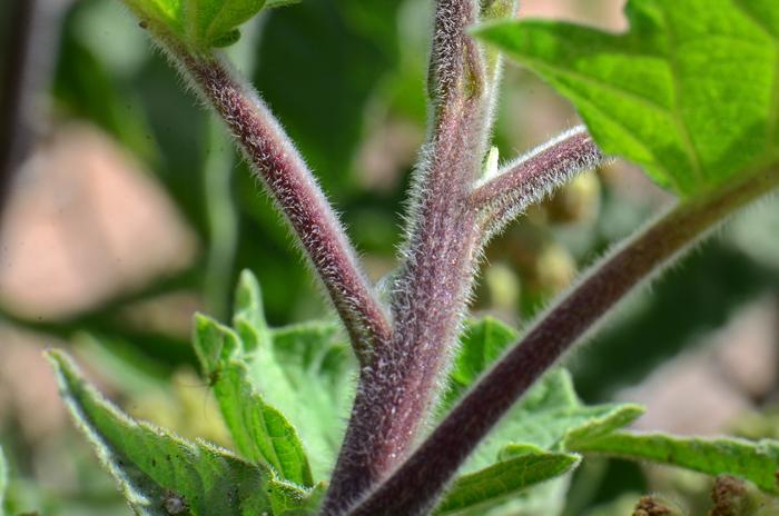 Canyon Ragweed is a tall subshrub or shrub with multiple stems with bristly white hairs and reddish-brown stems. Stem scars are quite typical. Ambrosia ambrosioides